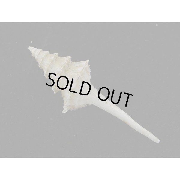 画像2: アフリカ(ナタール)イトグルマ 有刺型 (2)