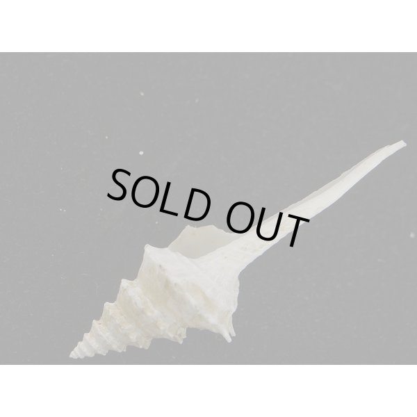 画像3: アフリカ(ナタール)イトグルマ 有刺型 (3)