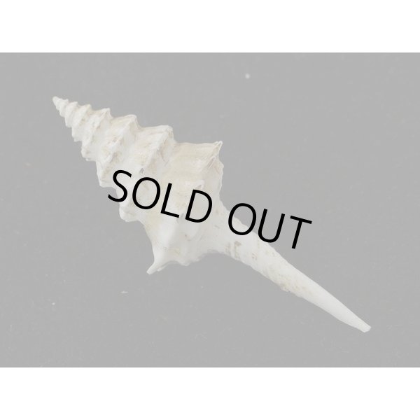 画像2: アフリカ(ナタール)イトグルマ 有刺型 (2)