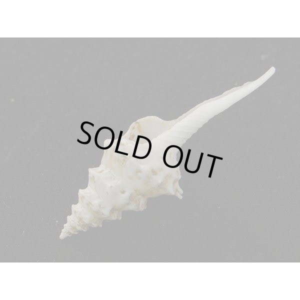 画像3: アフリカ(ナタール)イトグルマ 有刺型 (3)