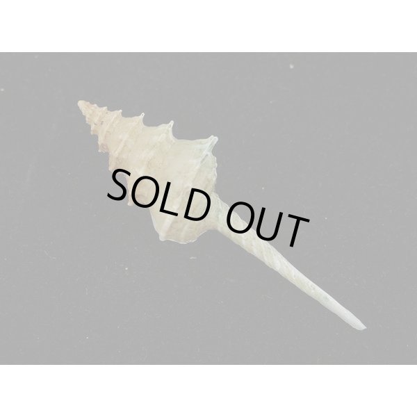 画像2: アフリカ(ナタール)イトグルマ 有刺型 (2)