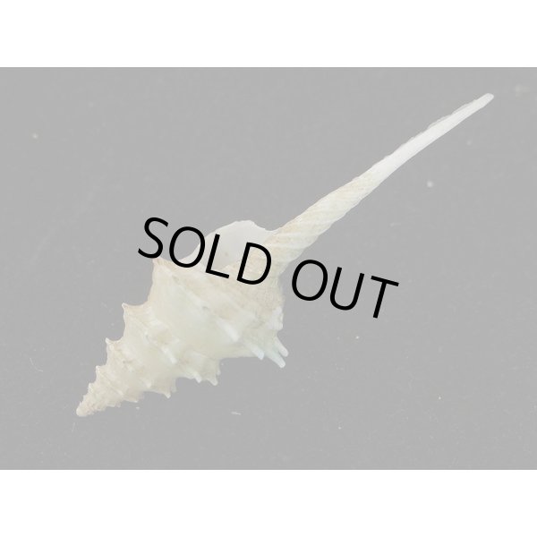 画像3: アフリカ(ナタール)イトグルマ 有刺型 (3)