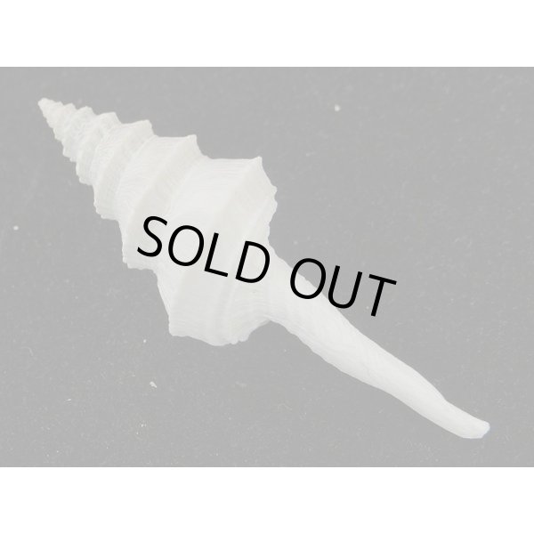 画像2: アフリカ（ナタール）イトグルマ　無刺型 (2)