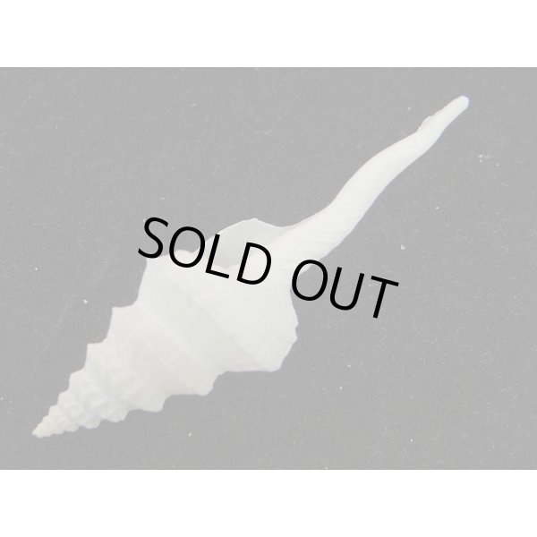 画像3: アフリカ（ナタール）イトグルマ　無刺型 (3)