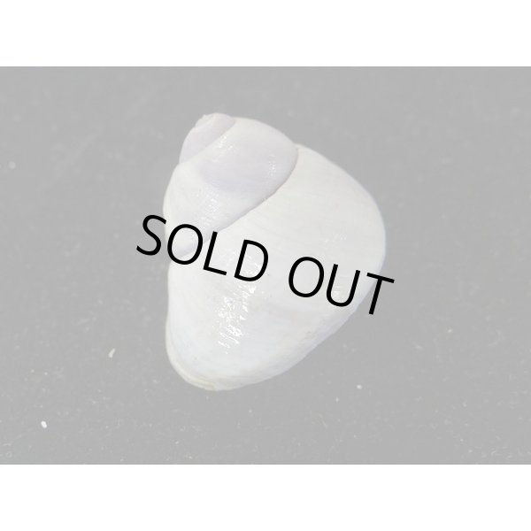 画像2: コシダカアサガオガイ（インド洋型） (2)