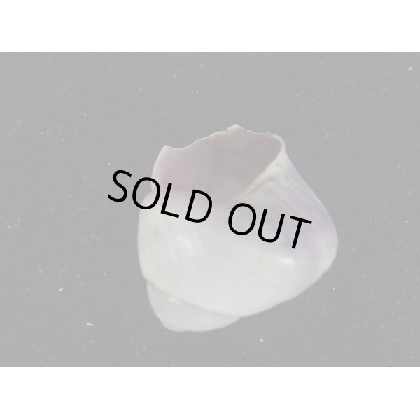 画像3: コシダカアサガオガイ（インド洋型） (3)