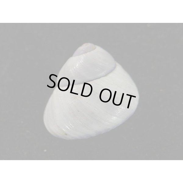 画像2: コシダカアサガオガイ(インド洋型) (2)