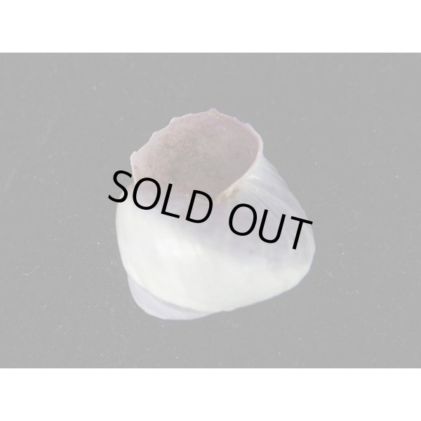 画像3: コシダカアサガオガイ(インド洋型) (3)