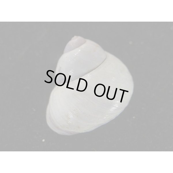 画像2: コシダカアサガオガイ(インド洋型) (2)