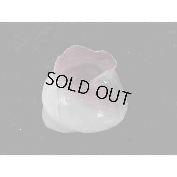 画像3: コシダカアサガオガイ(インド洋型) (3)