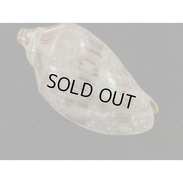 画像2: ミユキコオロギ (2)