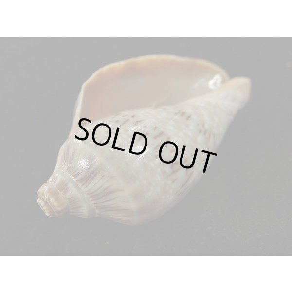 画像3: ミユキコオロギ (3)