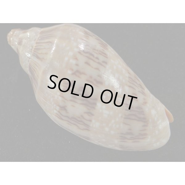 画像2: ミユキコオロギ (2)