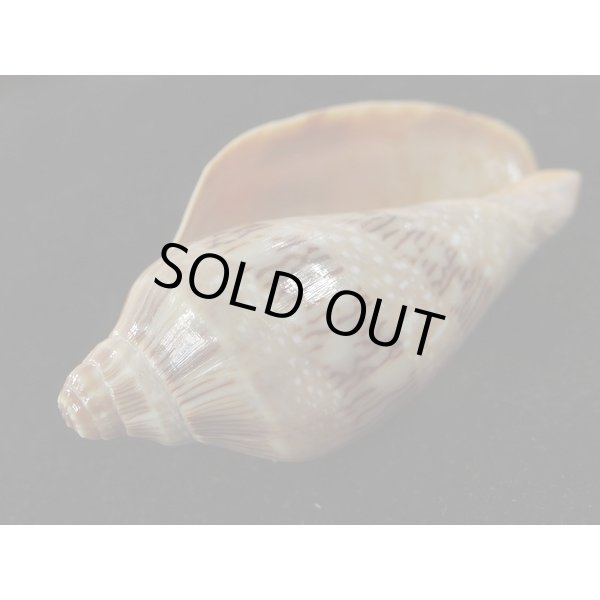 画像3: ミユキコオロギ (3)