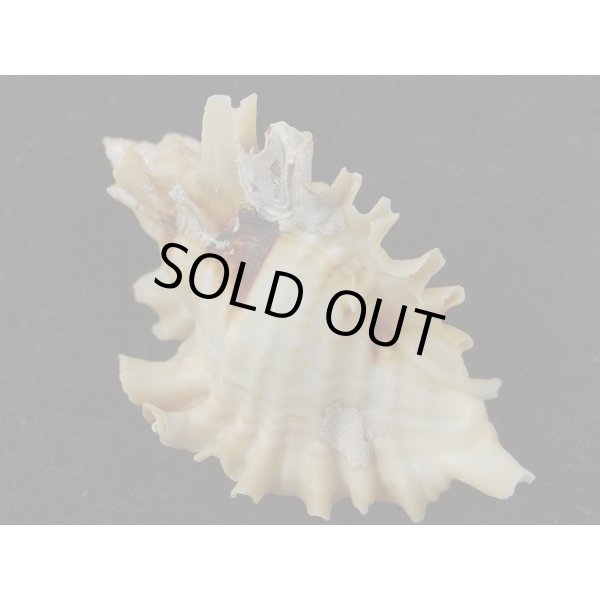 画像2: ヒレガイ (2)