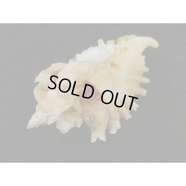 画像3: ヒレガイ (3)