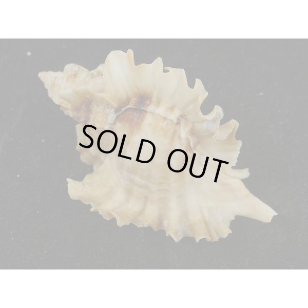 画像2: ヒレガイ (2)