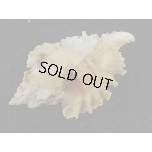 画像3: ヒレガイ (3)