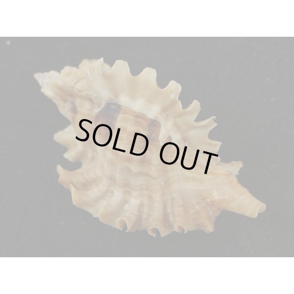 画像2: ヒレガイ (2)