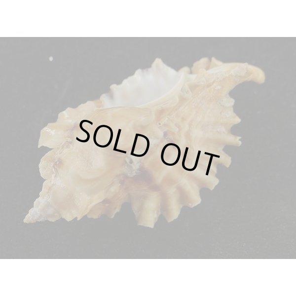 画像3: ヒレガイ (3)