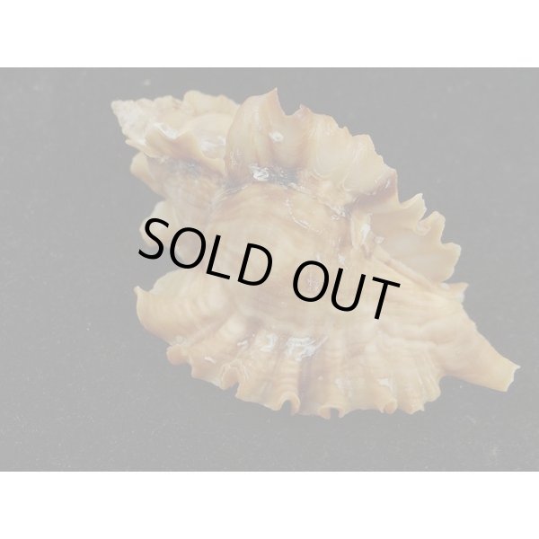 画像2: ヒレガイ (2)