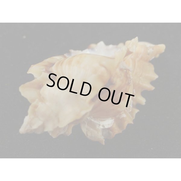 画像3: ヒレガイ (3)