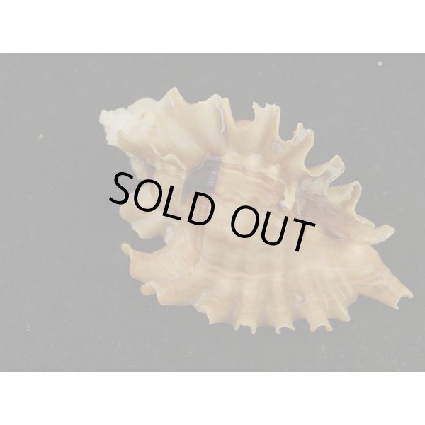 画像2: ヒレガイ (2)