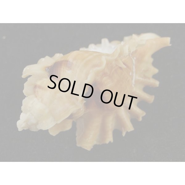 画像3: ヒレガイ (3)