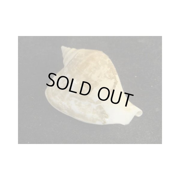 画像2: スイショウガイ　大 (2)