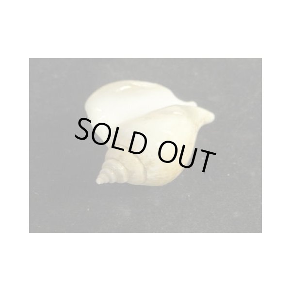 画像3: スイショウガイ　大 (3)