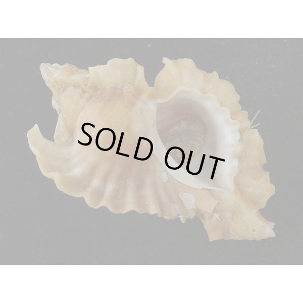 画像1: ヒレガイ (1)