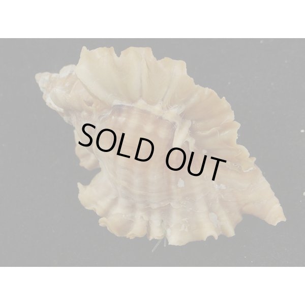 画像2: ヒレガイ (2)