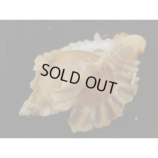 画像3: ヒレガイ (3)