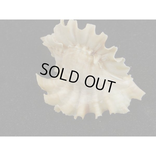 画像2: ヒレガイ (2)