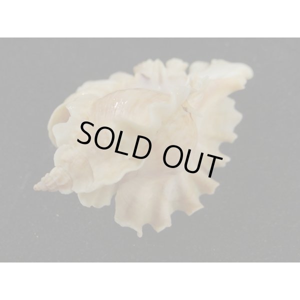 画像3: ヒレガイ (3)