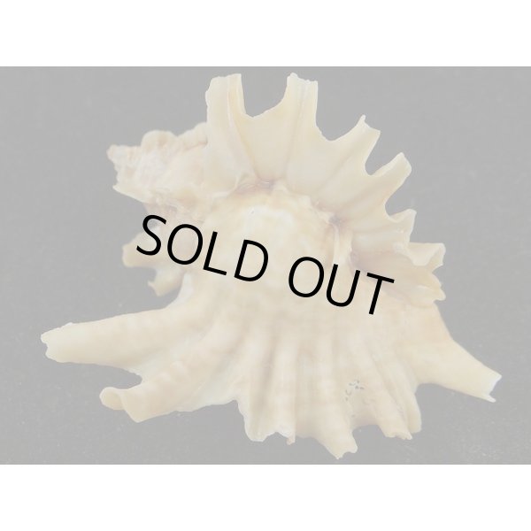 画像2: ヒレガイ (2)