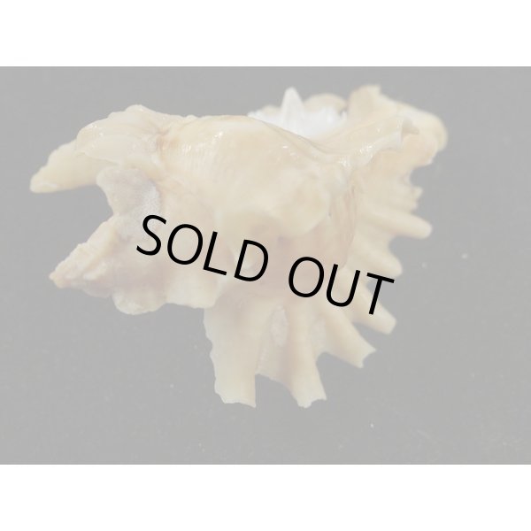 画像3: ヒレガイ (3)