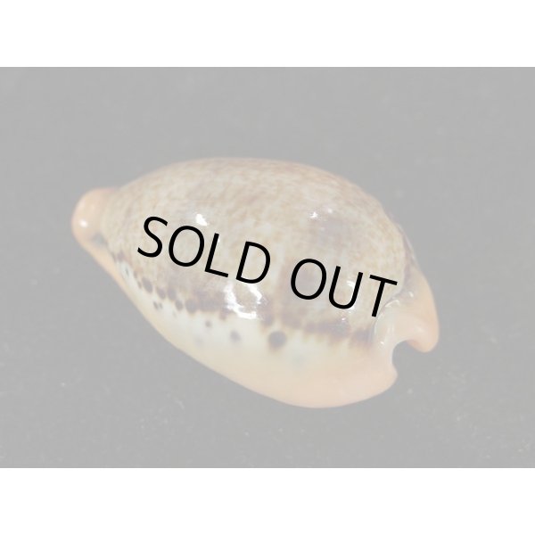 画像2: ヒメハラダカラ (2)