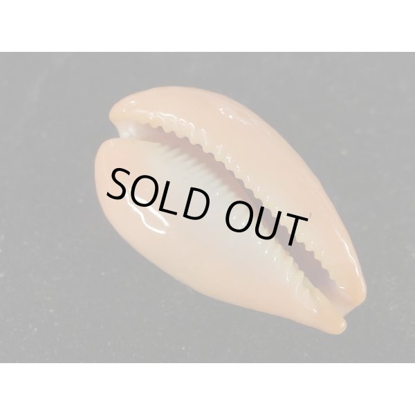 画像3: ヒメハラダカラ (3)