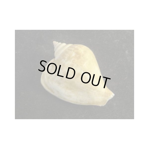 画像2: スイショウガイ 特大 (2)