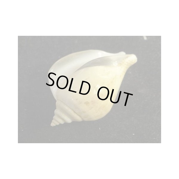 画像3: スイショウガイ 特大 (3)