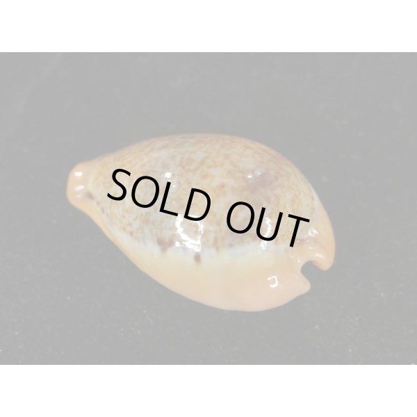 画像2: ヒメハラダカラ (2)