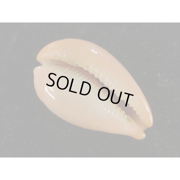 画像3: ヒメハラダカラ (3)