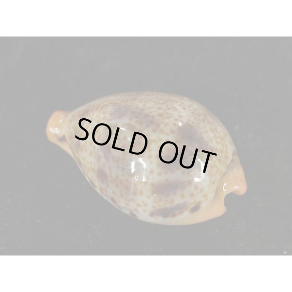 画像2: ヒメハラダカラ (2)