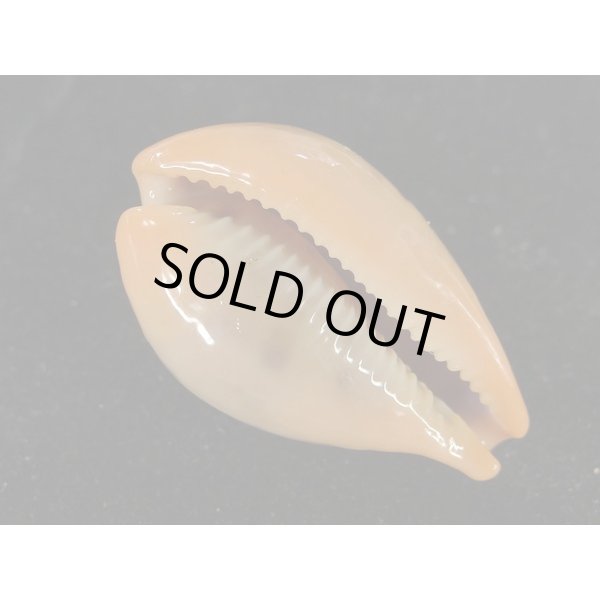 画像3: ヒメハラダカラ (3)