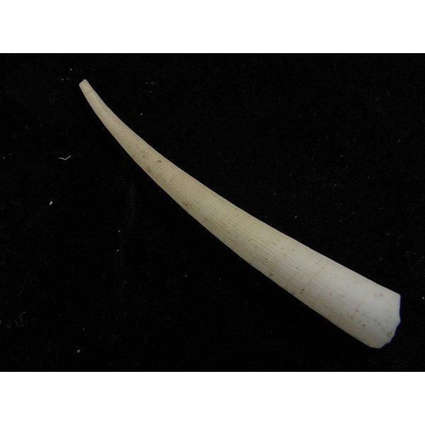 画像2: シンカイツノガイ SP (2)