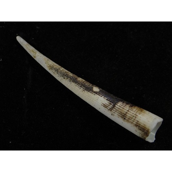 画像2: シンカイツノガイ SP (2)