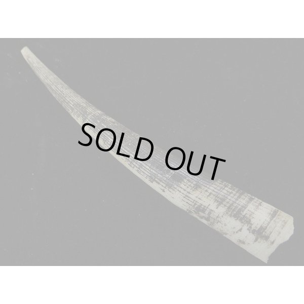 画像2: シンカイツノガイ SP (2)