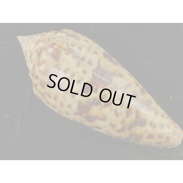 画像2: シャムイモ (2)