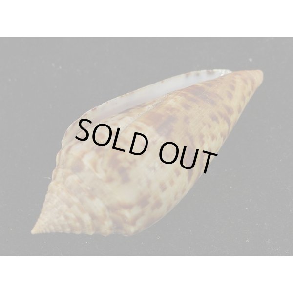 画像3: シャムイモ (3)